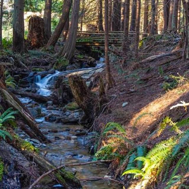 Forest Haven Hideaway Roberts Creek Luaran gambar
